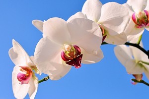 世界乒坛明星教练国际巡讲第16季城市名单公布，世界乒坛老将